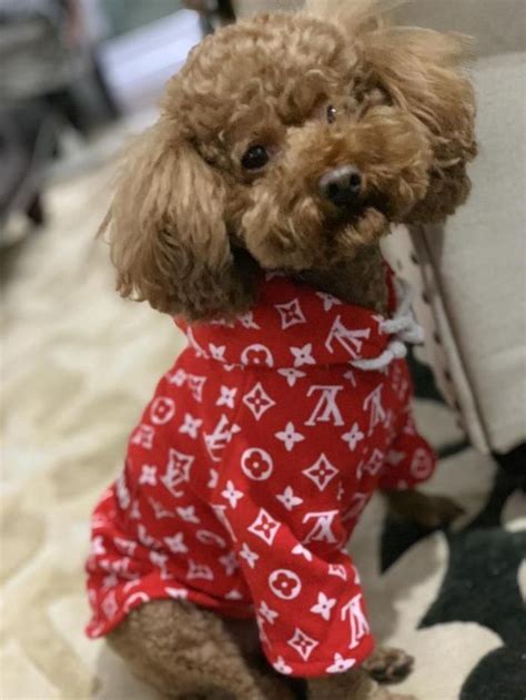 louis vuitton dog sweater